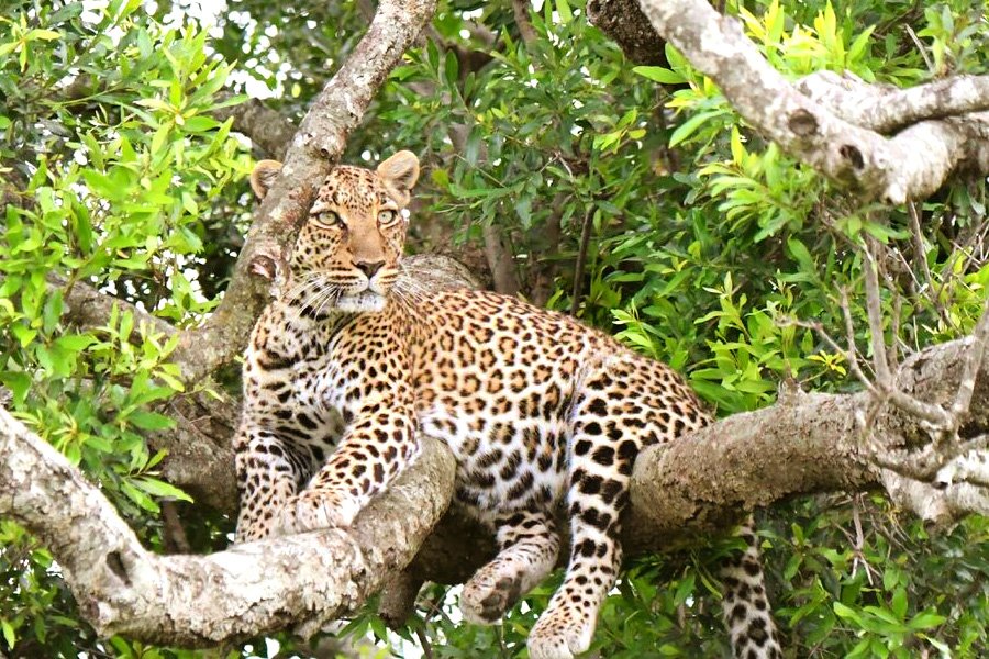 Southern Circuit Tanzania Safari